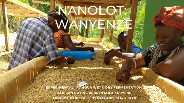 UGANDA - NANOLOT | WANYENZE LOT 19 | 47 Hour Wet & Dry Fermentation