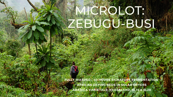 UGANDA - MICROLOT | ZEBUGU-BUSI | Washed 40 Hour Signature Fermentation
