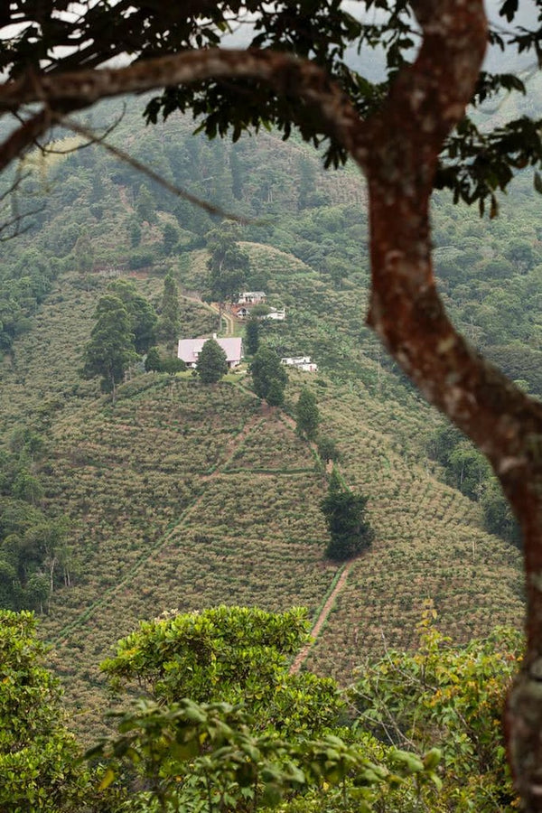 COLOMBIA - INMACULADA FELLOW FARMS | Natural