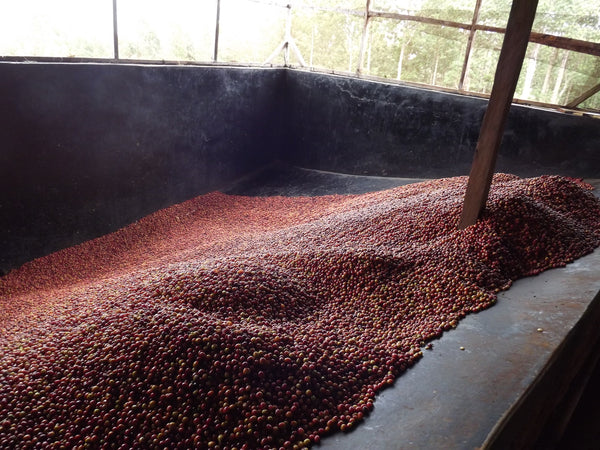 KENYA - KAGUYU AB | Washed
