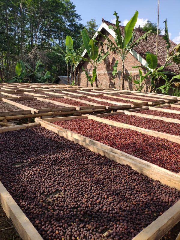 Indonesia - Mount Argopuro | Natural | Kartika, Orange Bourbon, Typica, Java