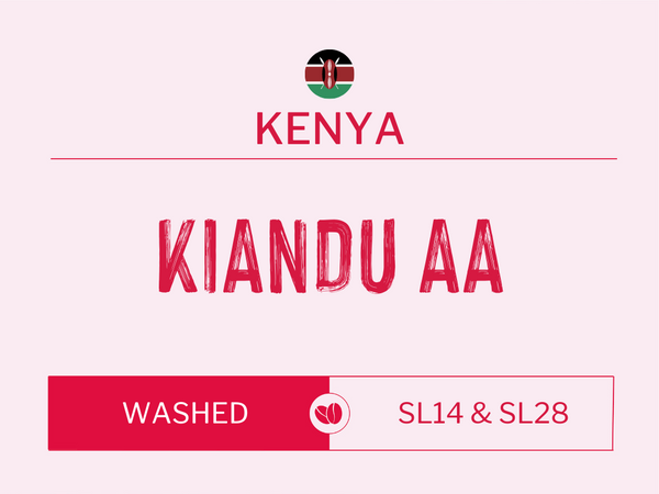 Kiandu AA, Kenya | Washed