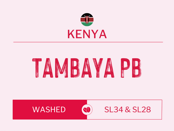 Tambaya PB, Kenya | Washed