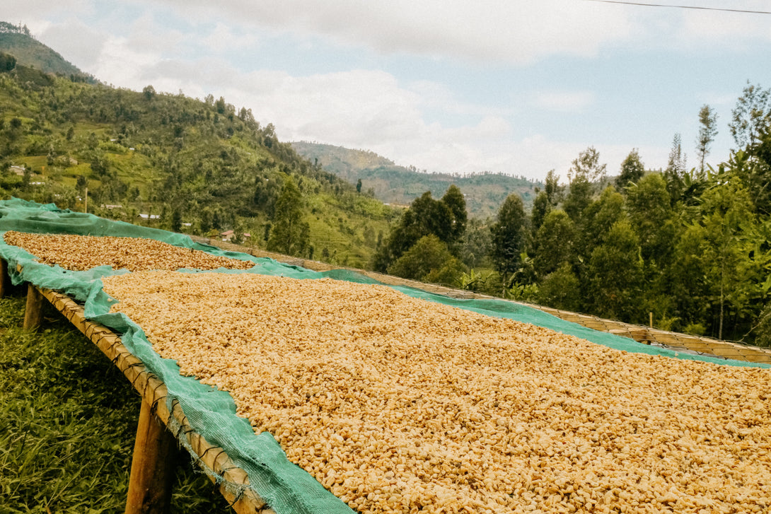 Coproca Lot 1214, Nyamasheke District, Rwanda | Natural FSC-8444 ...