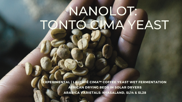 UGANDA - MICROLOT | YEAST FERMENT (#13,14,15) | Yeast Wet Fermentation