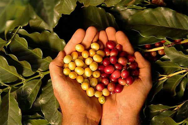 BRAZIL - SANTA HEDWIRGES | Natural