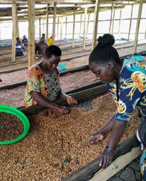 Uganda - Miwu | Washed | SL14, SL 28 & Nyasaland