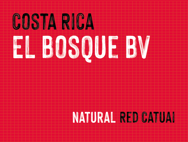 El Bosque BV, Santa Maria de Dota, Tarrazu, Costa Rica |  Natural MUK-8081