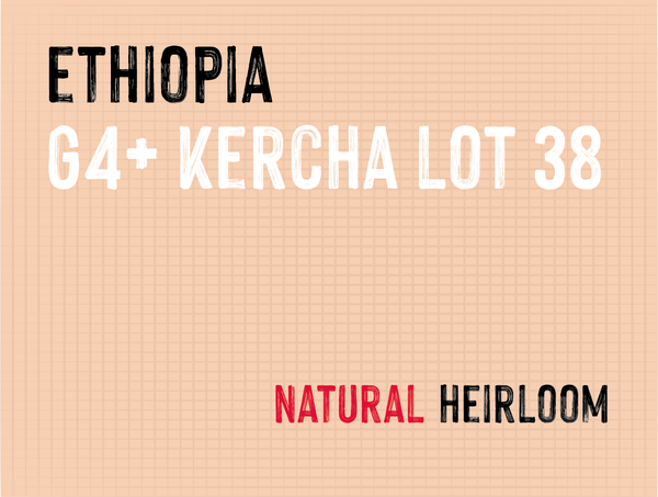 G4+ Kercha Lot 38, Ethiopia | Natural - MMY-0168
