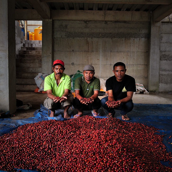 INDONESIA - Flores Mbohang Lot 4 | Anaerobic Palm Juice Culture Natural