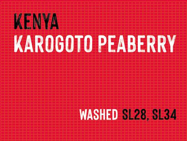 Karogoto Peaberry, Nyeri County, Kenya | Washed MUK-7753