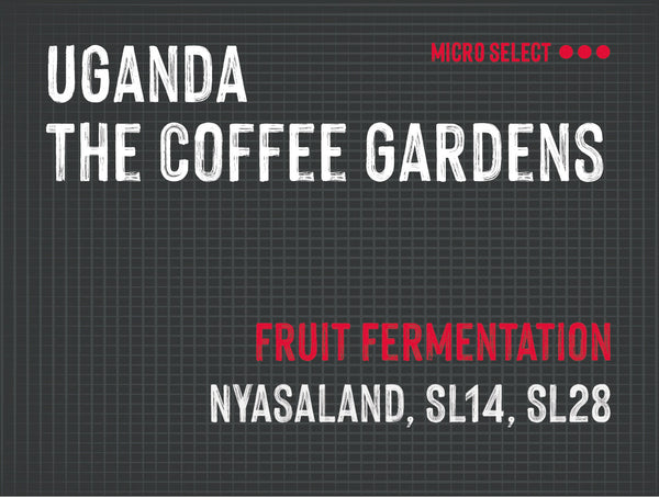 The Coffee Gardens, Watermelon Co-Ferment, Uganda | Fruit Fermentation MUK-7695
