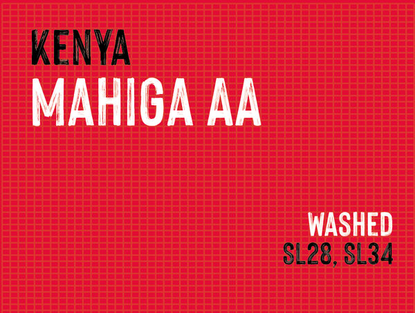 Mahiga AA, Nyeri County, Kenya |  Washed MUK-7754