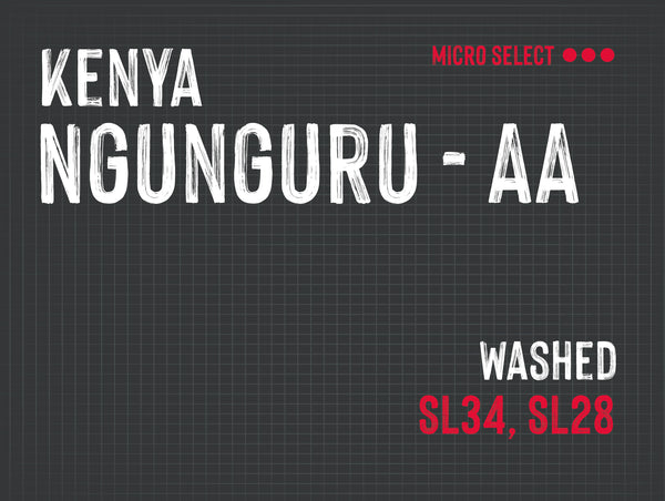 Ngunguru AA , Nyeri County, Kenya |  Washed MUK-7749