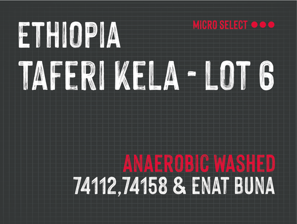 Taferi Kela - Lot 6 , Bette Buna, Ethiopia |  Anaerobic Washed MUK-7614