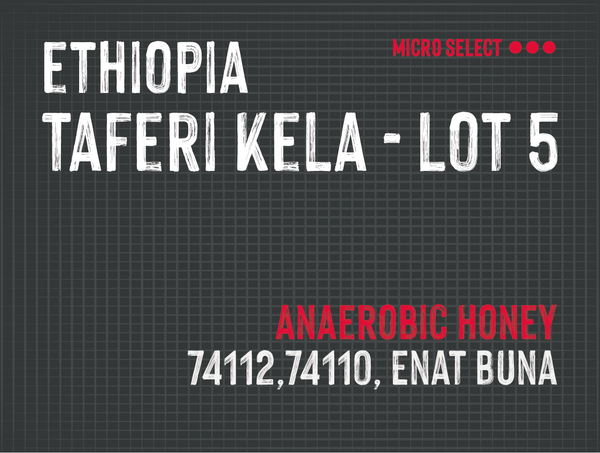 Taferi Kela - Lot 5 , Bette Buna, Ethiopia |  Anaerobic Honey MUK-7617