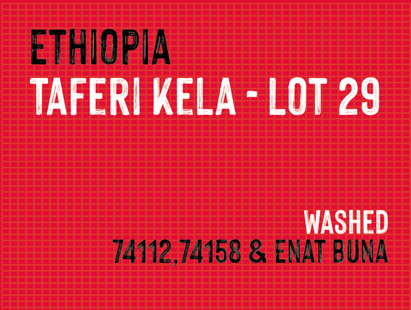 Taferi Kela - Lot 29 , Bette Buna, Ethiopia |  Washed MUK-7615