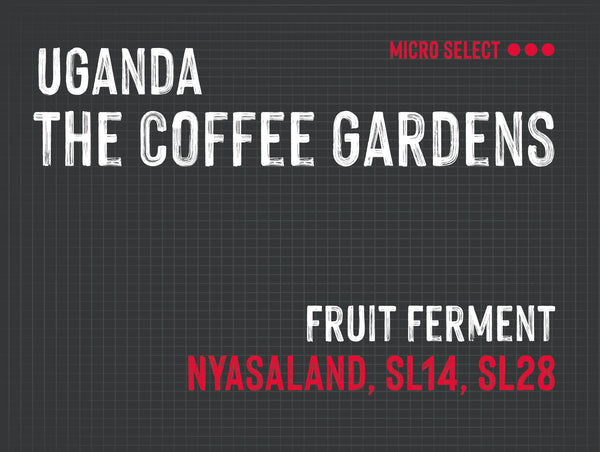 The Coffee Gardens, Mango Fruit Ferment, Uganda |  Fruit Ferment FSC-7691