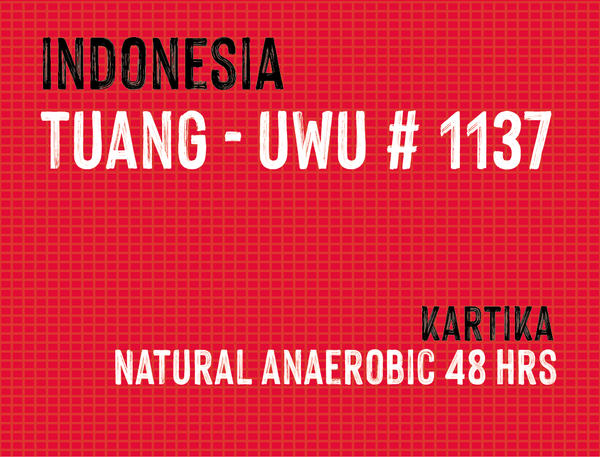 Tuang Coffee Uwu #1137, Indonesia | Natural Anaerobic - MMY-0131