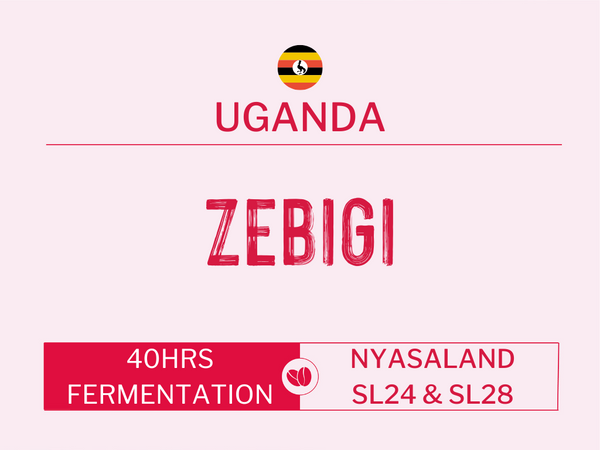 Zebigi, Uganda | 40 Hrs Signature Fermentation