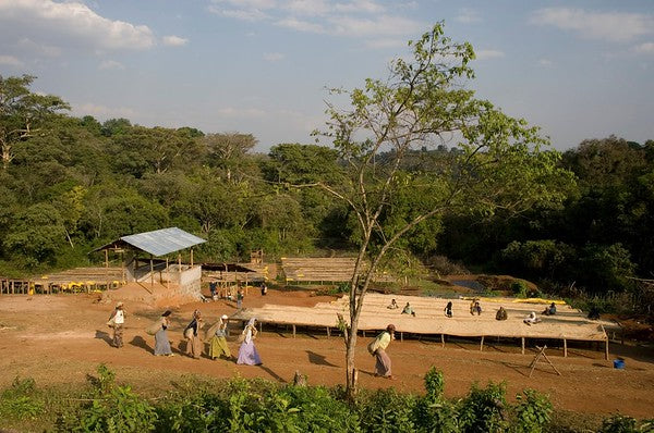 ETHIOPIA - MUSTEFA ABAKENO - Kabira lot #7 | Natural