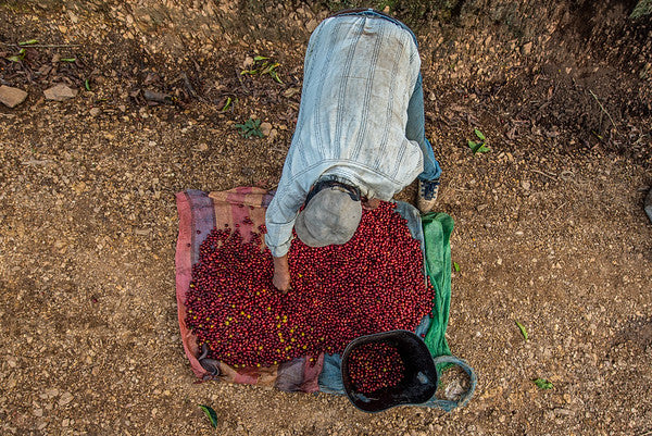 BOLIVIA - SAMAIPATA | Honey
