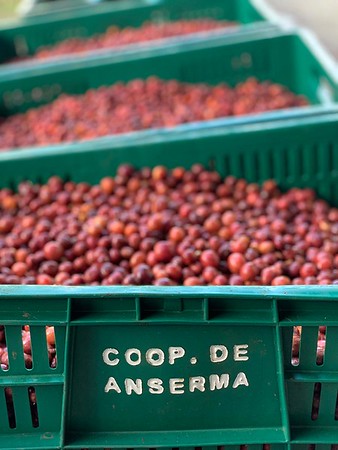 COLOMBIA - SANTA ANA | Natural 96HR