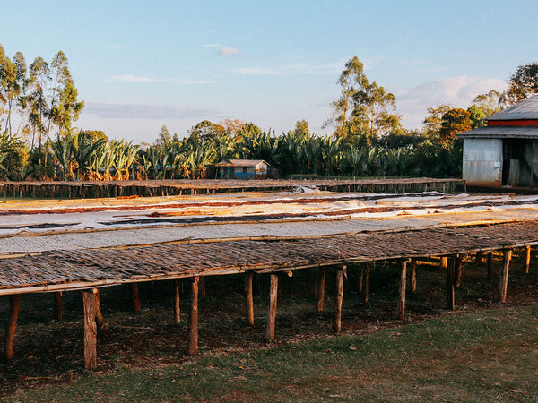ETHIOPIA - BULIYE LOT#2 | Natural