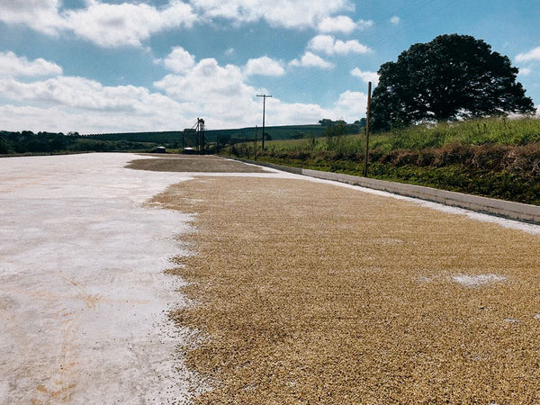 BRAZIL - CAFEINA WOMENS GROUP | Natural