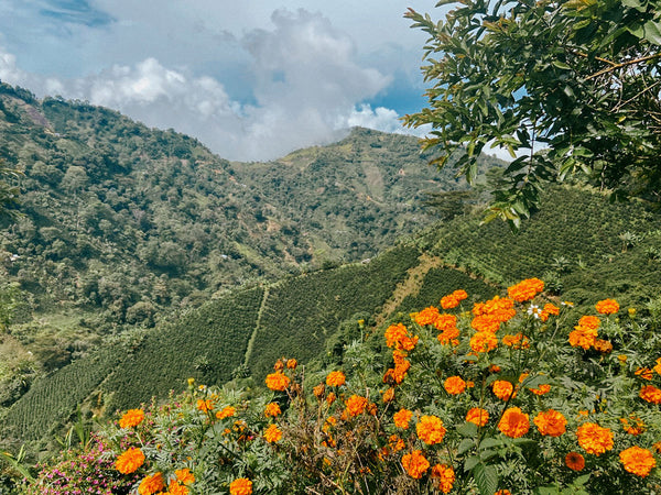 COLOMBIA - REGIONAL CHAPARRAL | Decaf