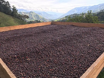 COLOMBIA - LA ROCA | Washed | Pink Bourbon