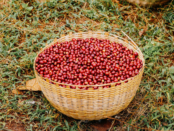 ETHIOPIA - ARBEGONA | Natural