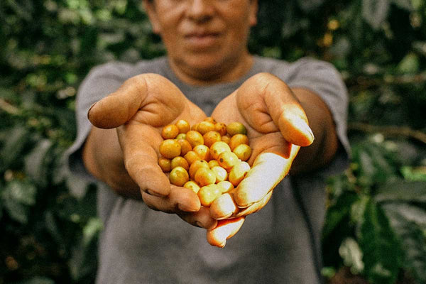 COLOMBIA - REGIONAL ARGELIA | Decaf