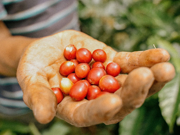 COLOMBIA - HACIENDA VENECIA | Natural