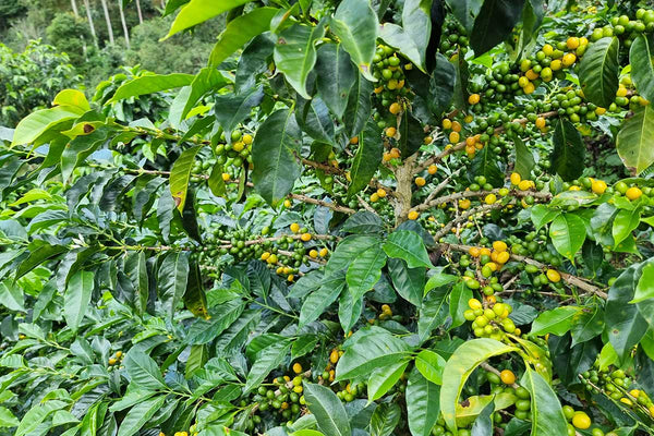 PERU - FIDEL HUANCAS | Washed