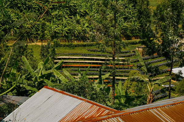 RWANDA - INZOVU PEABERRY | Washed
