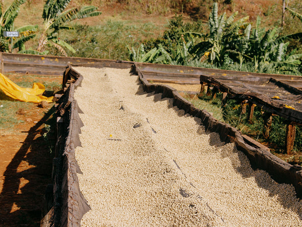 KENYA - GAKUYU-INI AB | Washed