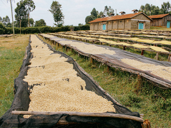 KENYA - KII FACTORY AB | Washed