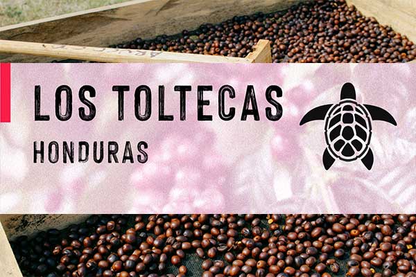 HONDURAS - LOS TOLTECAS | Washed