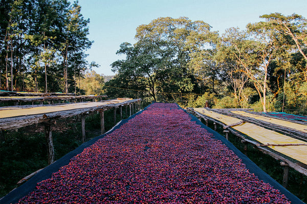 *SALE* ETHIOPIA - MUSTEFA ABAKENO - Kabira lot #4 | Natural