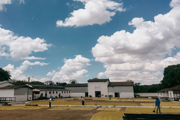 EL SALVADOR - BUENOS AIRES | Macerated Natural