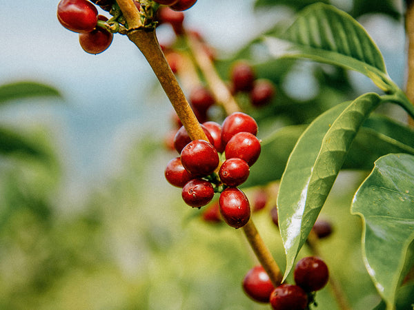 *SALE* COLOMBIA - MARCO ECHEVERRI | Natural | Wush Wush