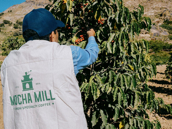 YEMEN - BANI AL AREEF | Carbonic Maceration