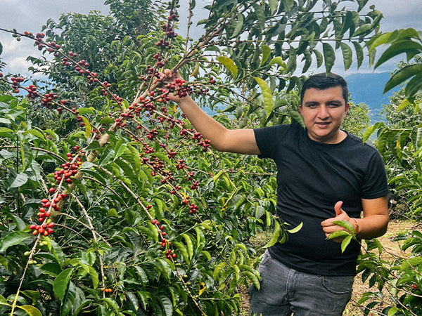 COLOMBIA - NESTOR LASSO GEISHA | Washed