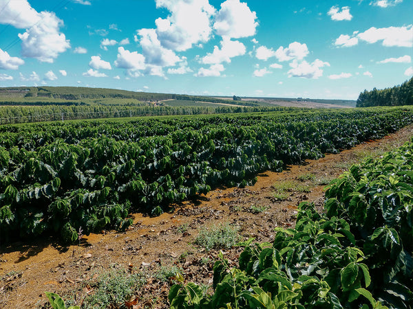BRAZIL - FAZAENDA PANTANO | Pulped Natural