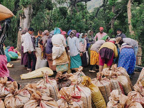 INDIA - RATNAGIRI | Washed | Robusta