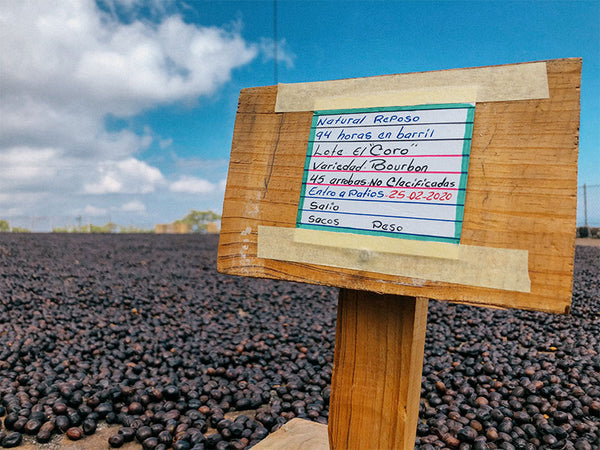 EL SALVADOR - SAN CARLOS DOS | Anaerobic Natural