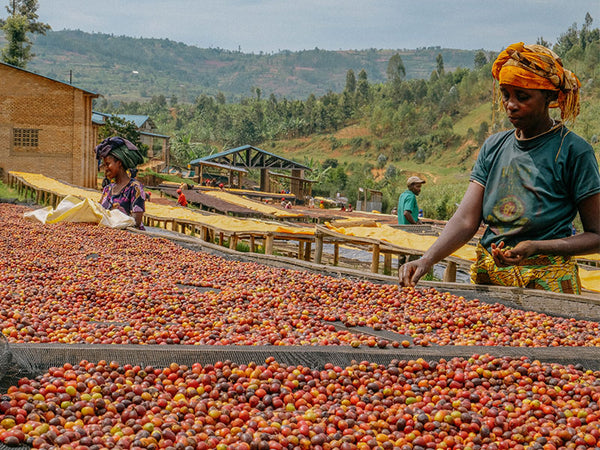 RWANDA - HORIZON 462 | Natural