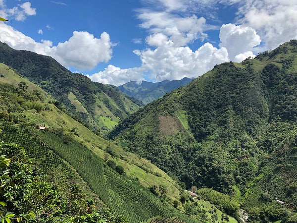 COLOMBIA - MONTE BONITO | Washed